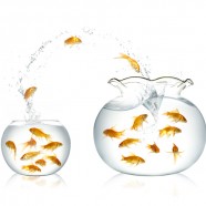 XPOSE Lifestyle - Goldfish